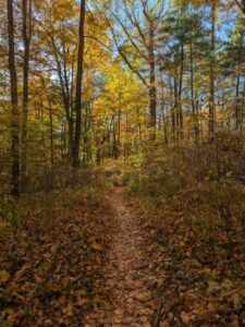 Scenic autumn trail in the woods in Indiana. With yellow leaved trees and a covered path.